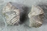 Pair Of Fossil Brachiopods (Platystrophia) - Indiana #95959-2